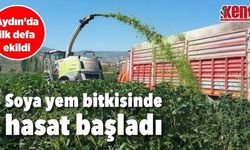 Aydın'da ilk kez ekilen soya yem bitkisinde hasat başladı