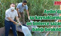 Aydın’da  su kaynaklarına  on binlerce sazan  balığı bırakıldı