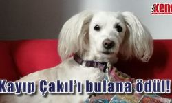Can dostu Çakıl'ı bulan ödül alacak