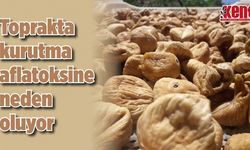 Toprakta kurutma aflatoksine neden oluyor