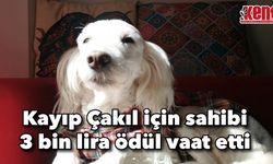 Kayıp Çakıl için sahibi 3 bin lira ödül vaat etti
