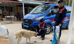 Jandarma ekipleri can dostları unutmuyor