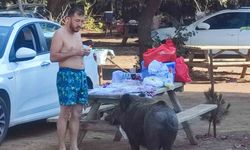 Milli parkta tatilciler domuzları besliyor