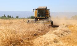 Efeler'de karakılçık buğdayının ilk hasadı gerçekleşti