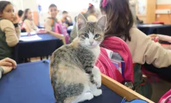 Amasya'da kedi 'Karamel' sınıfın parçası haline geldi