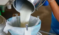 2024'te 22,5 milyon ton çiğ süt ürettik!