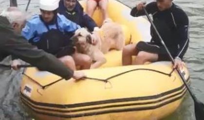 Baraj sularının her yeri kapladığı ilçede mahsur kalan sokak hayvanları bot yardımıyla kurtarıldı