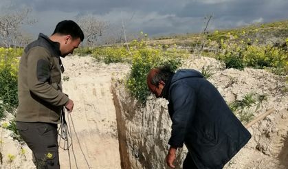 Şanlıurfa’da çukurda mahsur kalan çöl kirpisi kurtarıldı