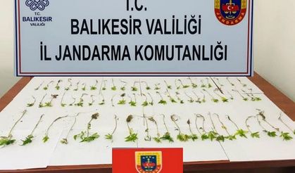 Kenevir bitkisi yetiştirenler jandarmadan kaçamadı