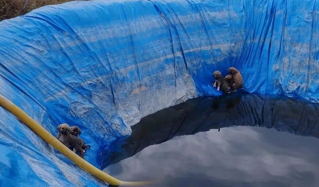 Havuza düşen yavru köpekleri, Aydın itfaiyesi kurtardı