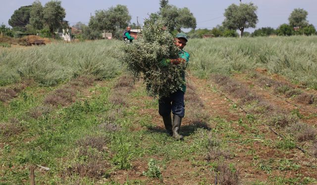 Efeler’de kekik hasadı başladı
