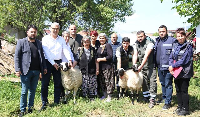 Başkan Çerçioğlu'ndan koyunları telef olan kadına destek
