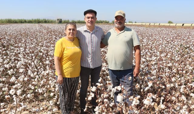 Başkan Arıcı Pamuk toplama makinası direksiyonuna geçti, hasat yaptı