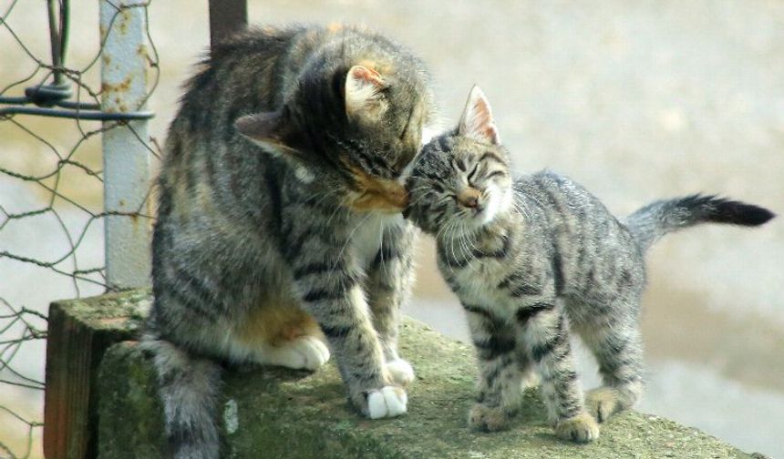 Yenişehir'de kedi ailesinin sabah bakımı